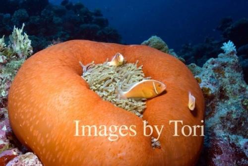 Anemone Fish in a barrel coral