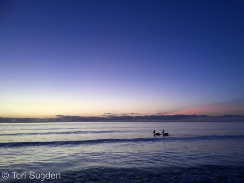 Pelicans at dawn